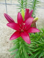 [1659 Sulpice No01.JPG]